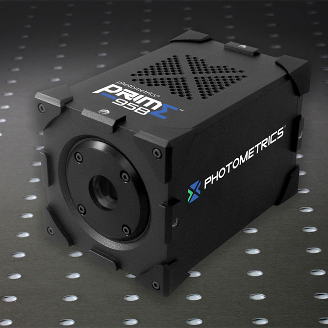 Prime 95B Back Illuminated