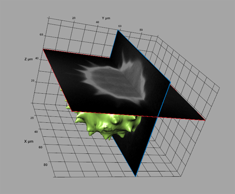 Ortho clipping planes